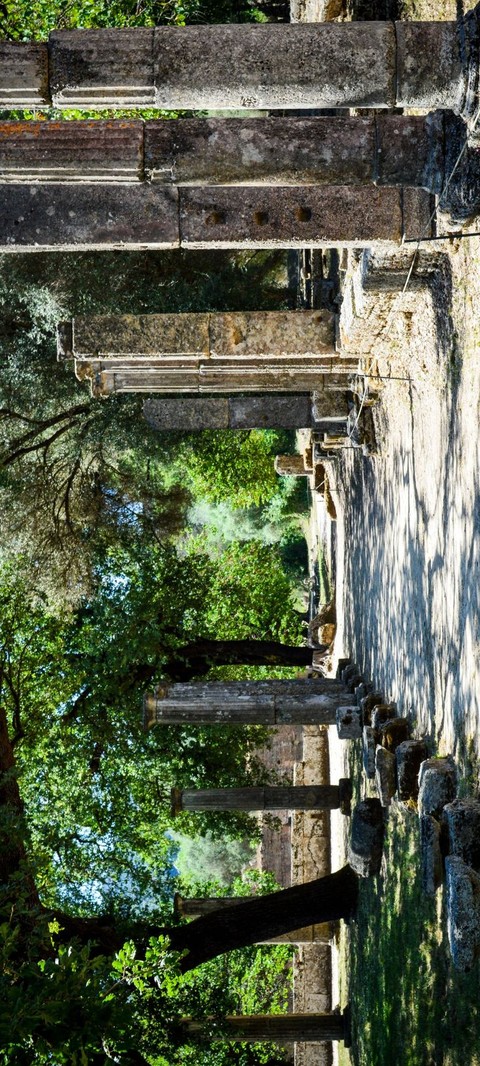 greece, plant wallpapers