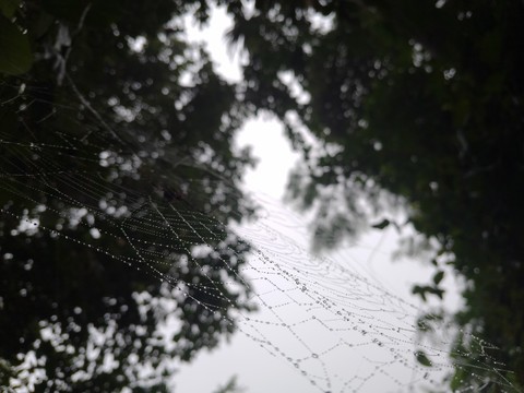 twig, branch वॉलपेपर