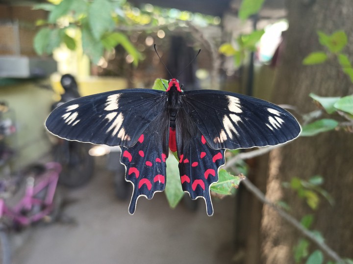 butterfly