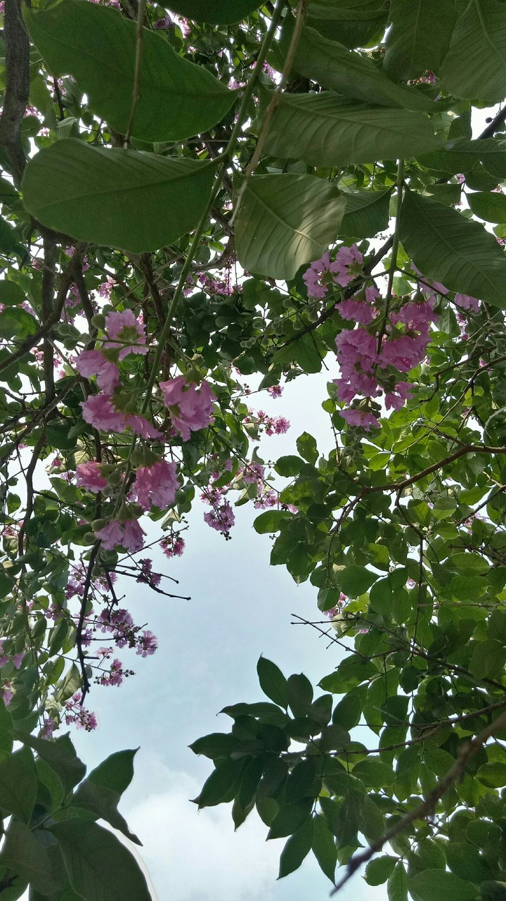 pink pink