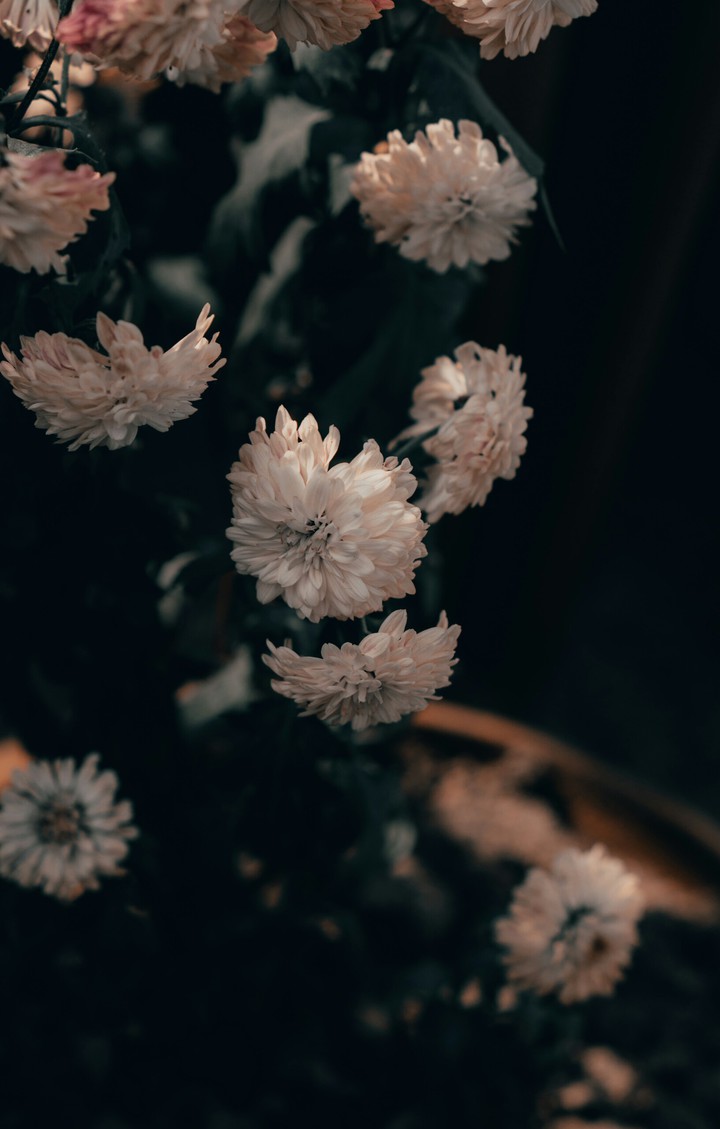 flowers for you..✌