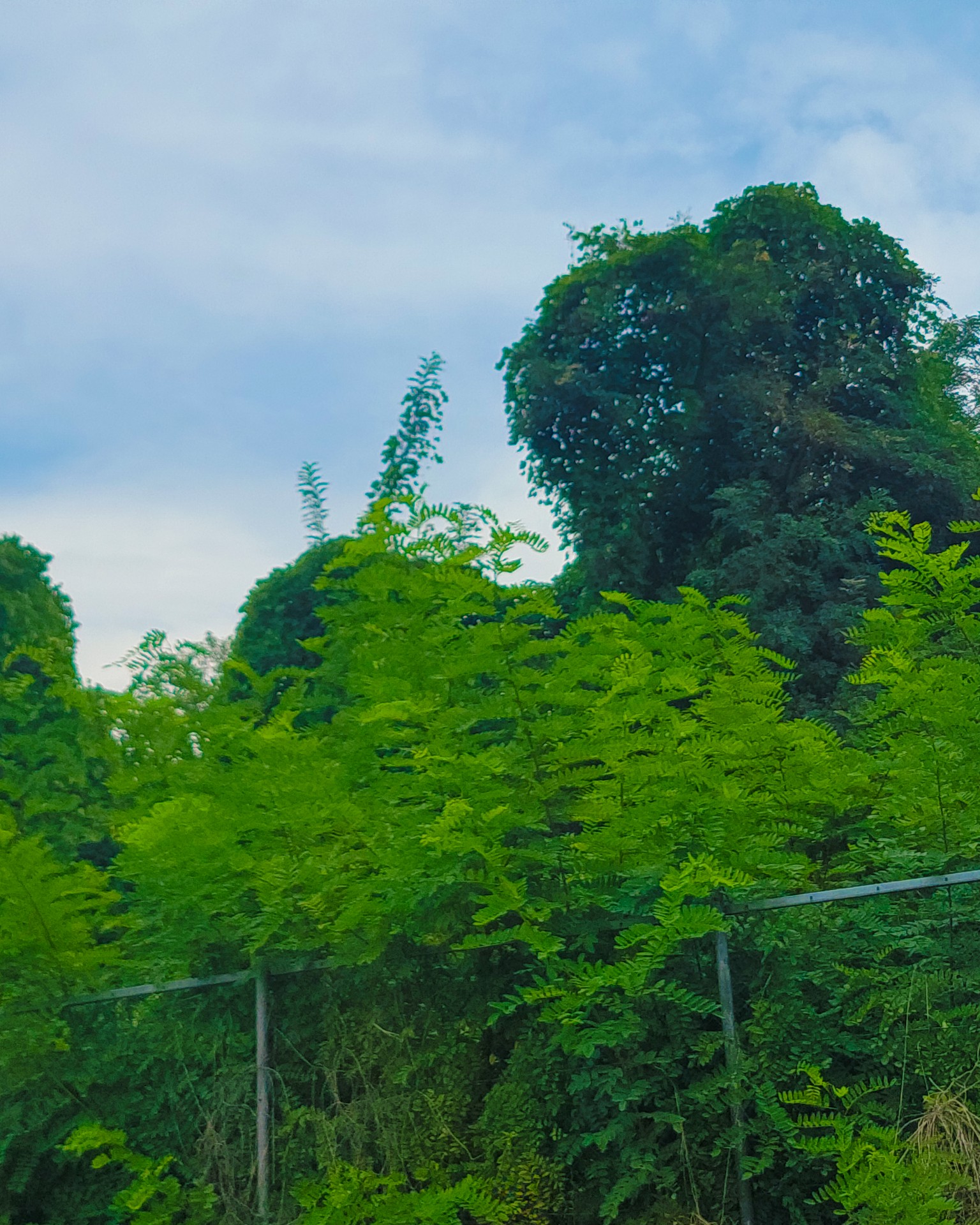 Green, Leaf, Natural_environment
