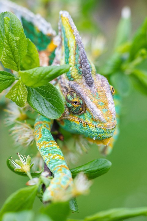 Yellow, lizard háttérképek