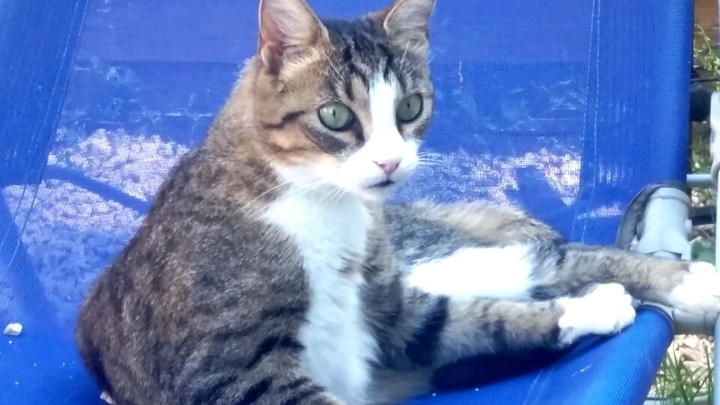 my  cat