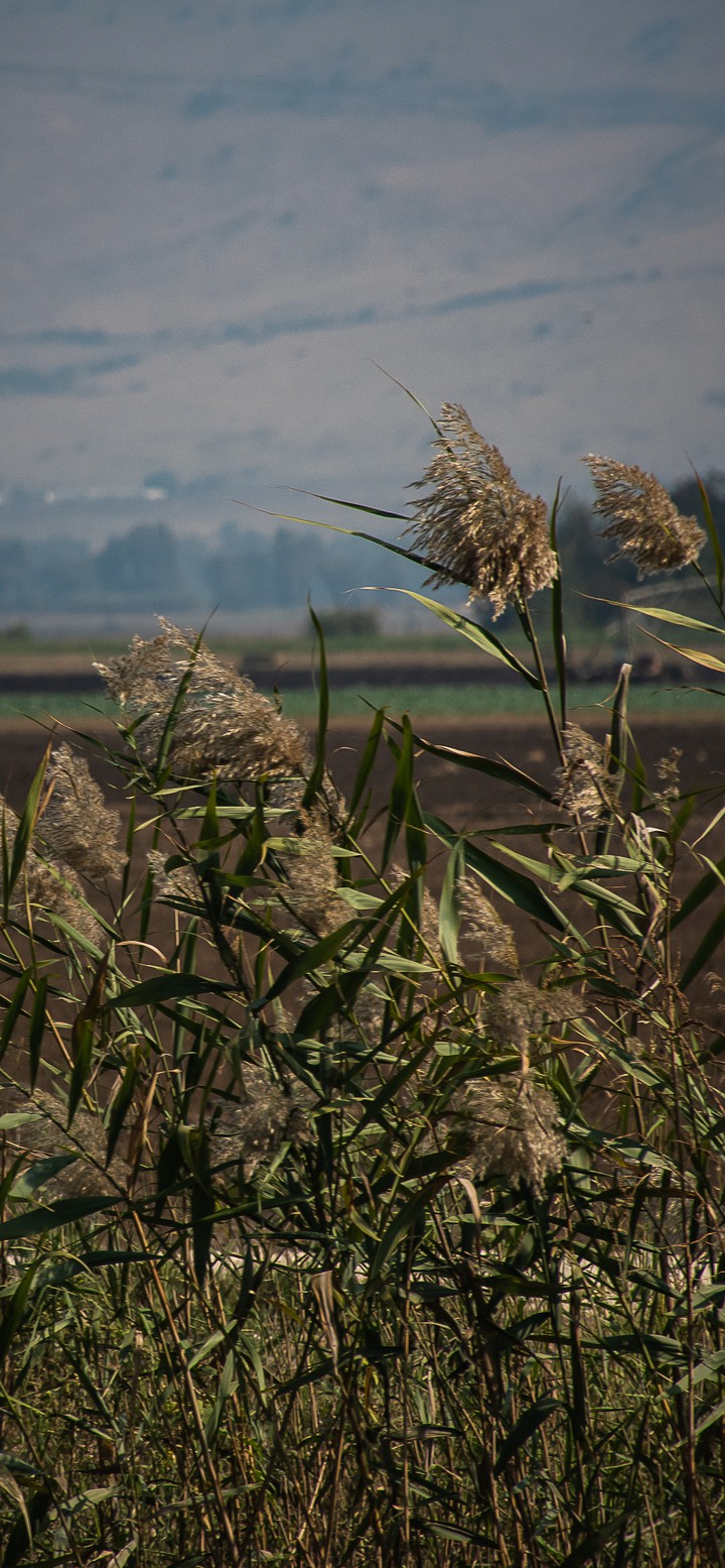 Grassland