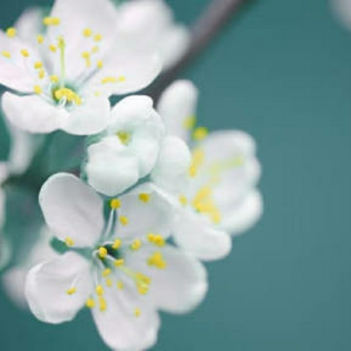 flores blancas