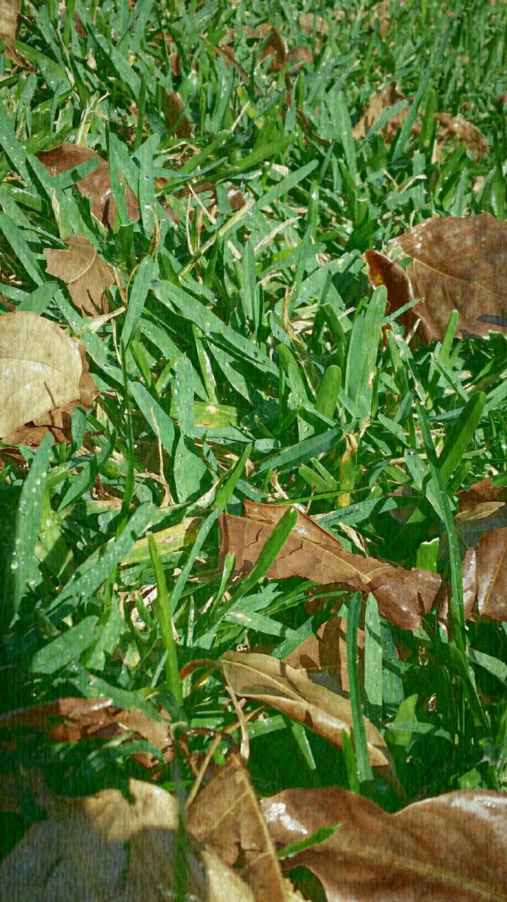 grass
