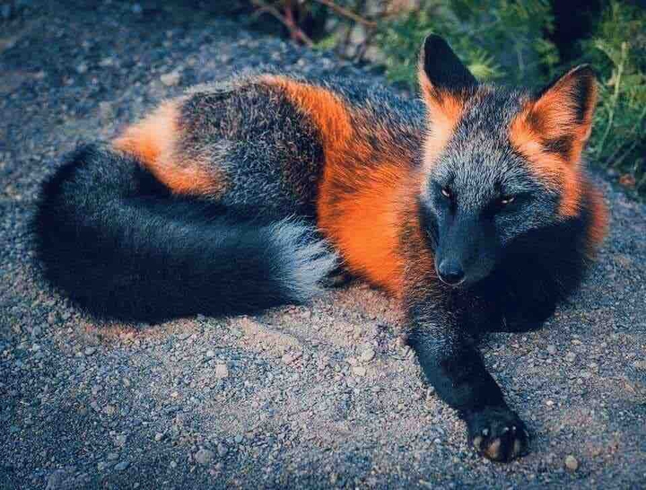 Crusade Fox
