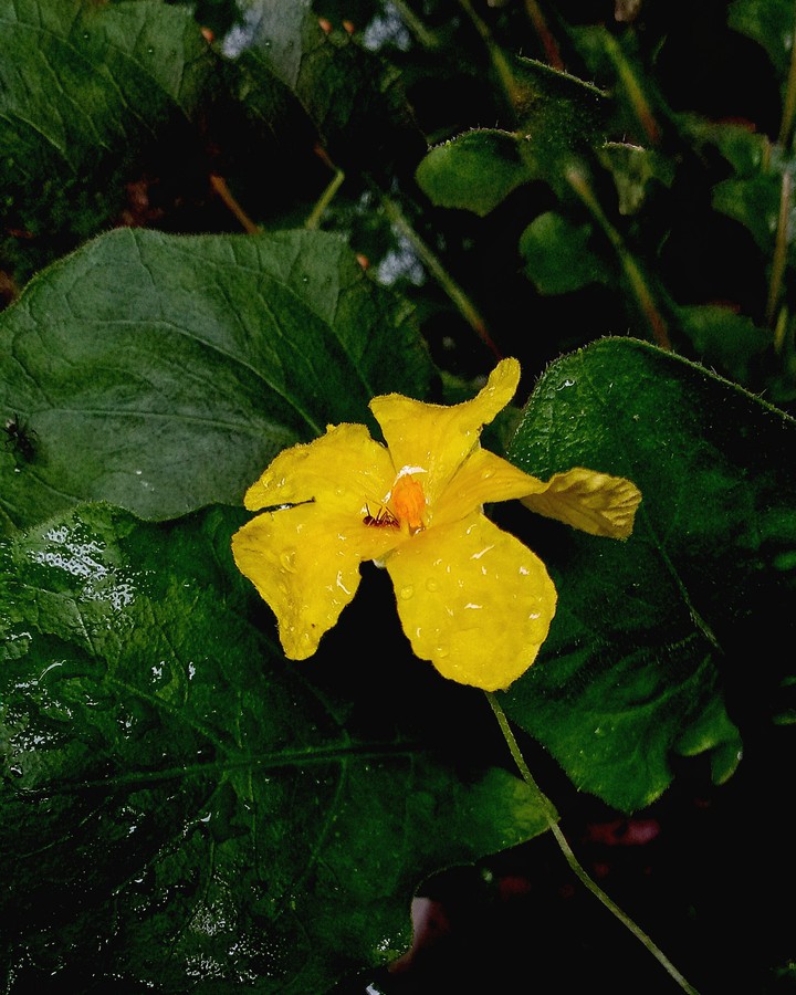 ?yellow flower ?