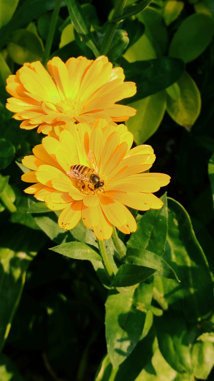 the bee loveing a flower!