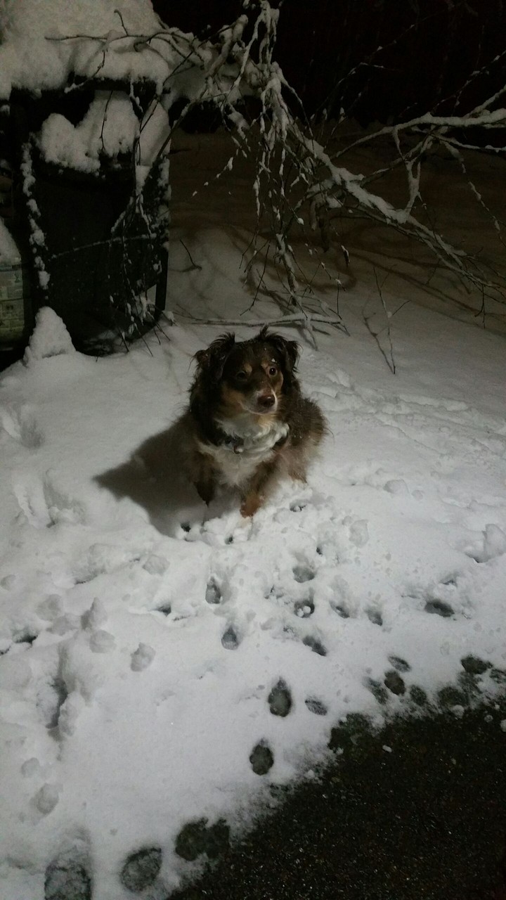 Dogs of Winter