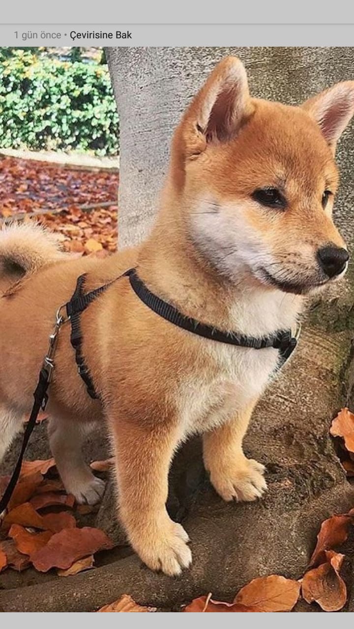 ♥