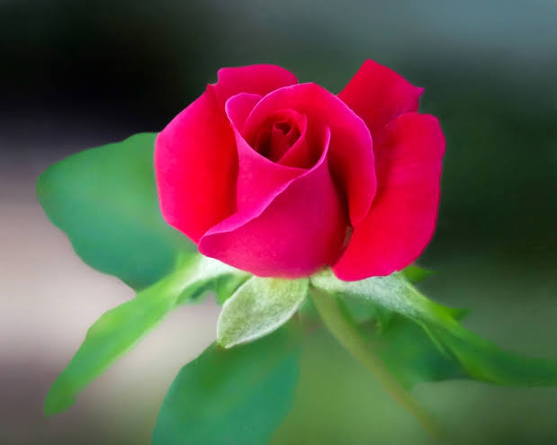 power of red rose