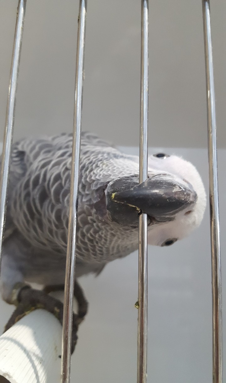 parrot
