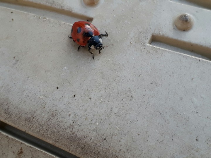 Bug
