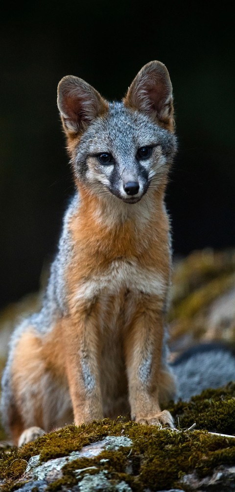 fox
