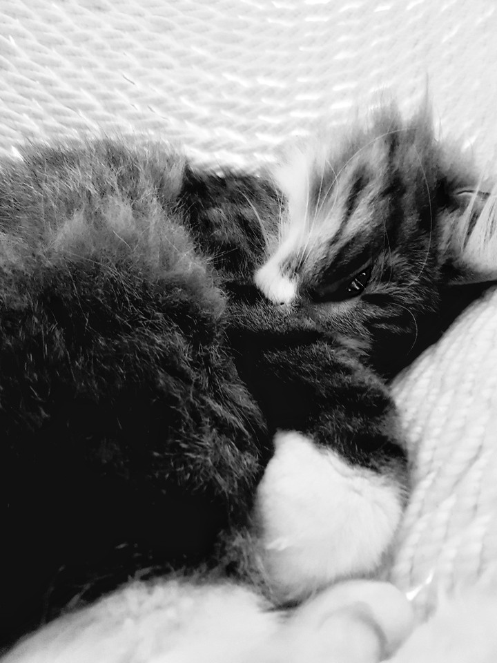 Baby cat