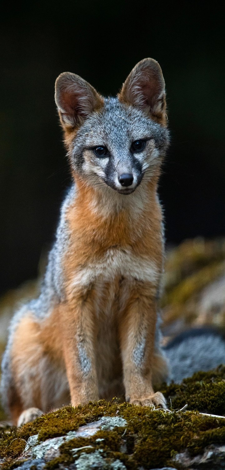 fox