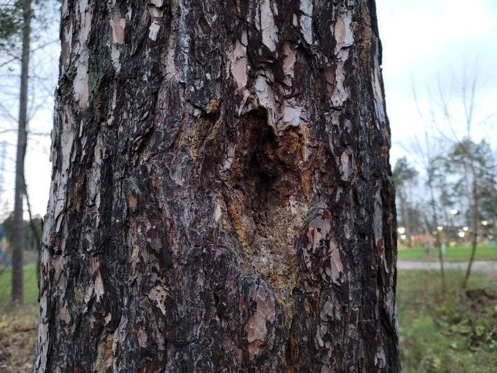 hole in the tree