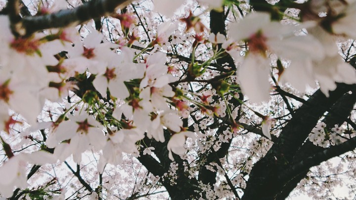 桜