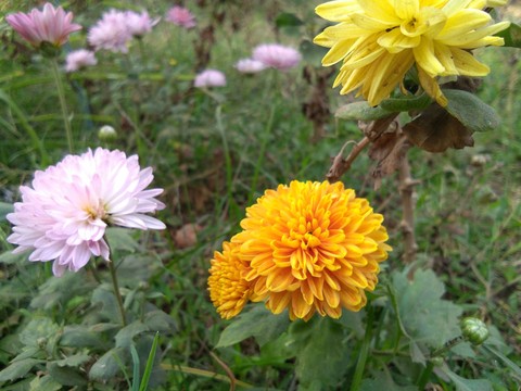 flowers