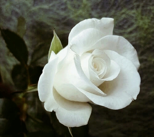 White Rose