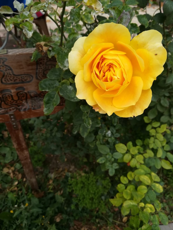 Yellow Rose
