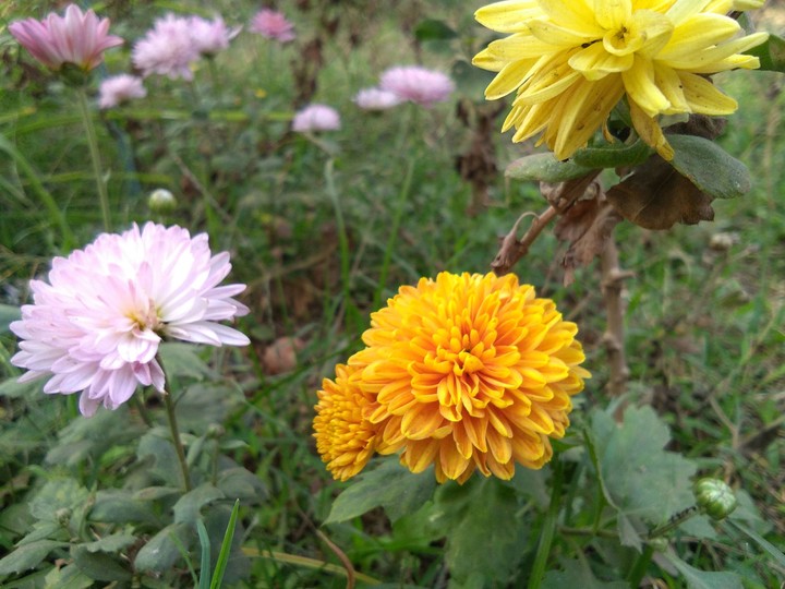 flowers