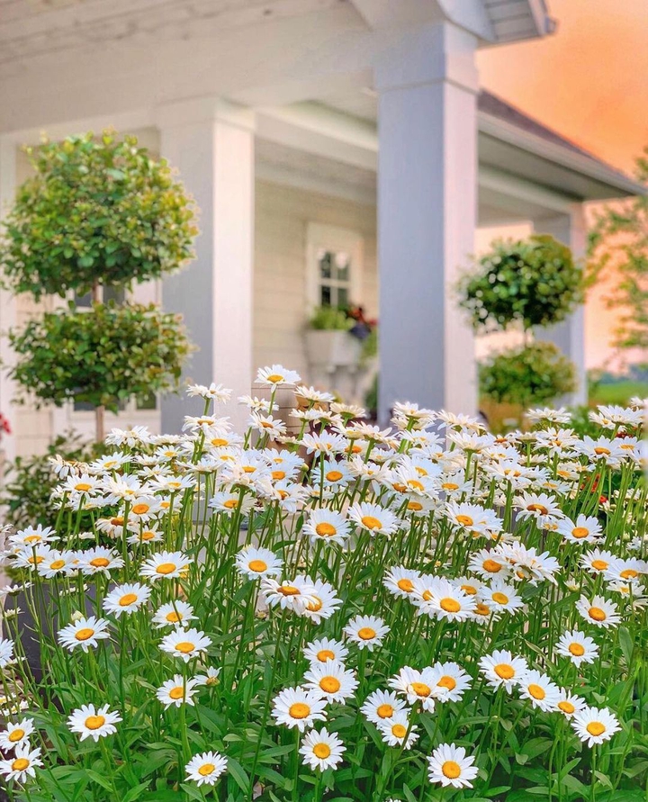 daisy