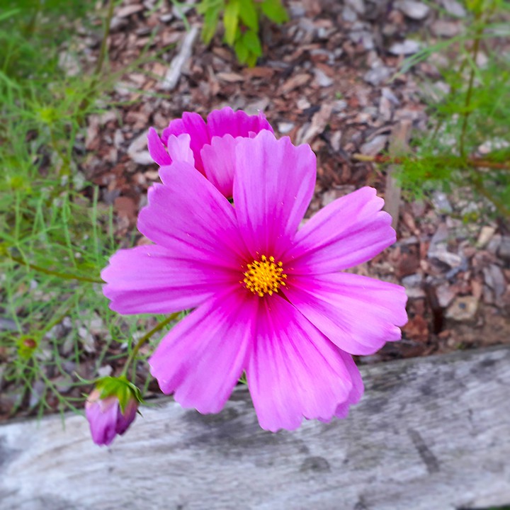 pink flower