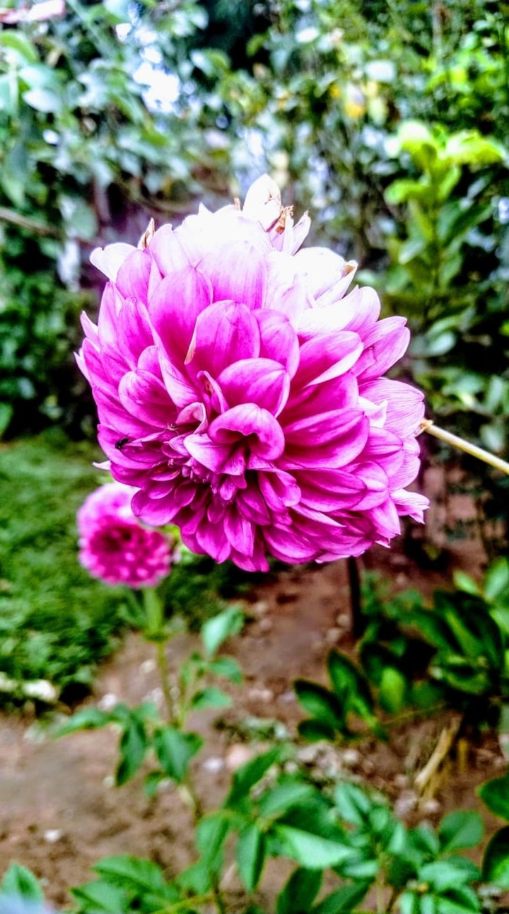 Uma linda flor para uma flor !