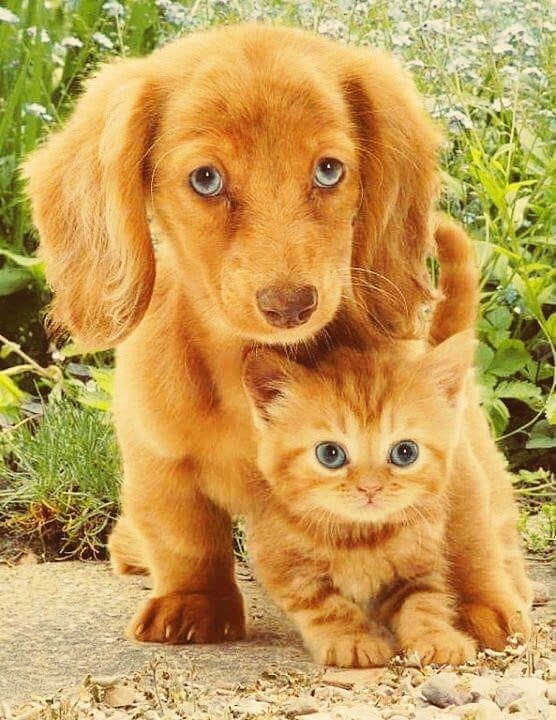 Puppy & kitty