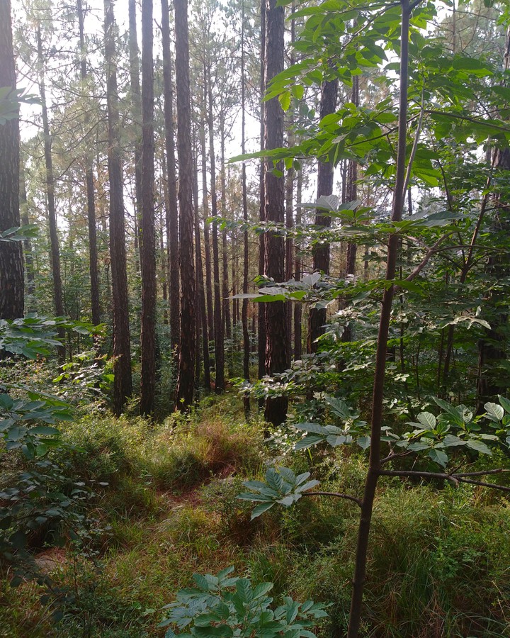 Into the woods