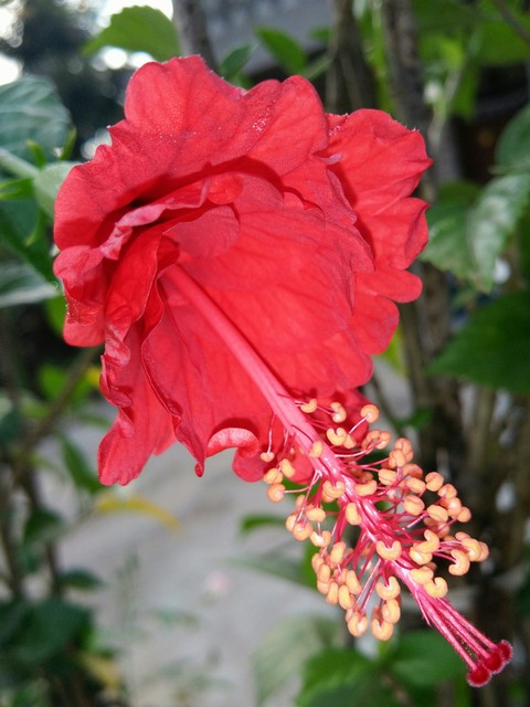 VIPUL