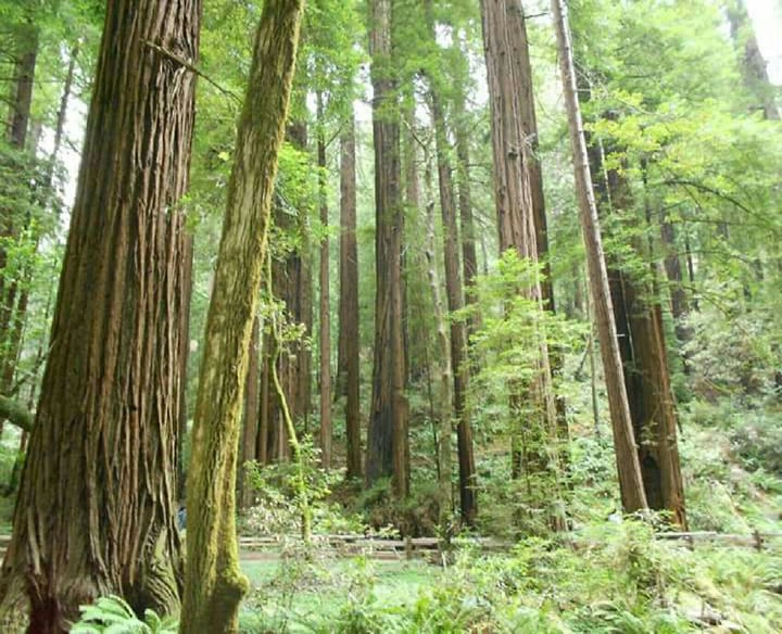 Red Woods