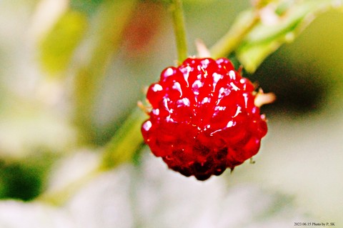 petal, flower háttérképek