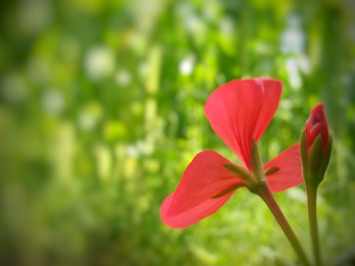bokeh