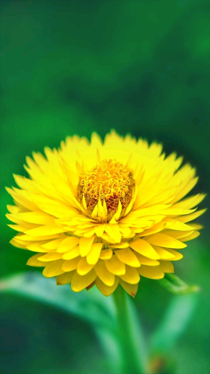 Sun yellow flower