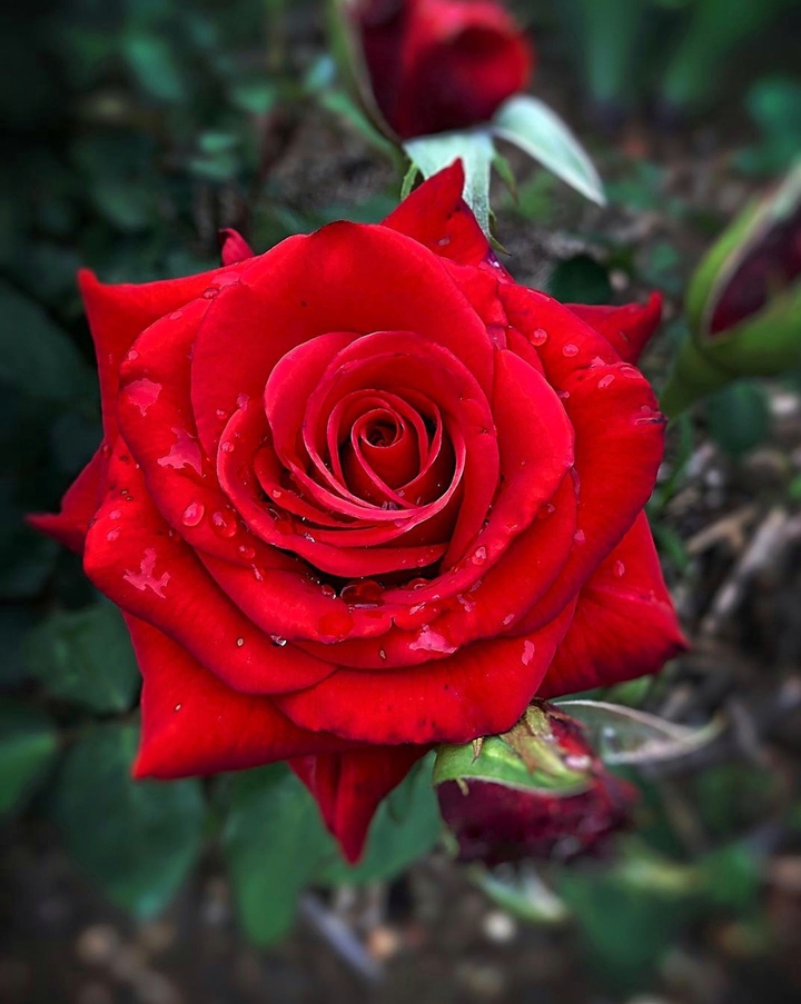 Roses