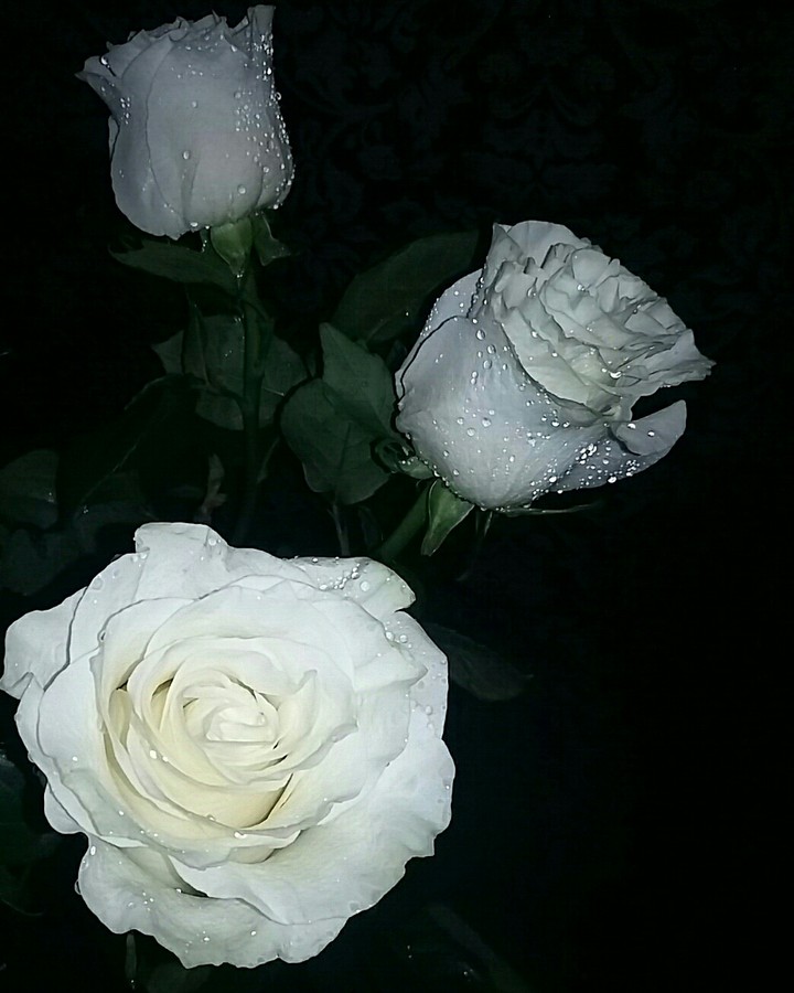 white roses