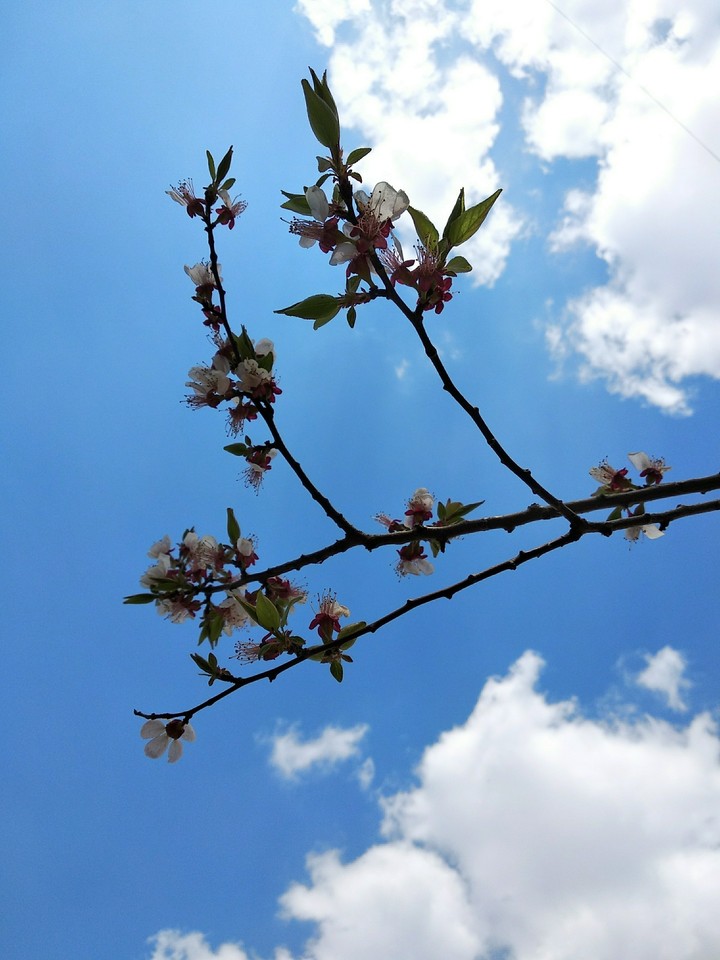 blossoming