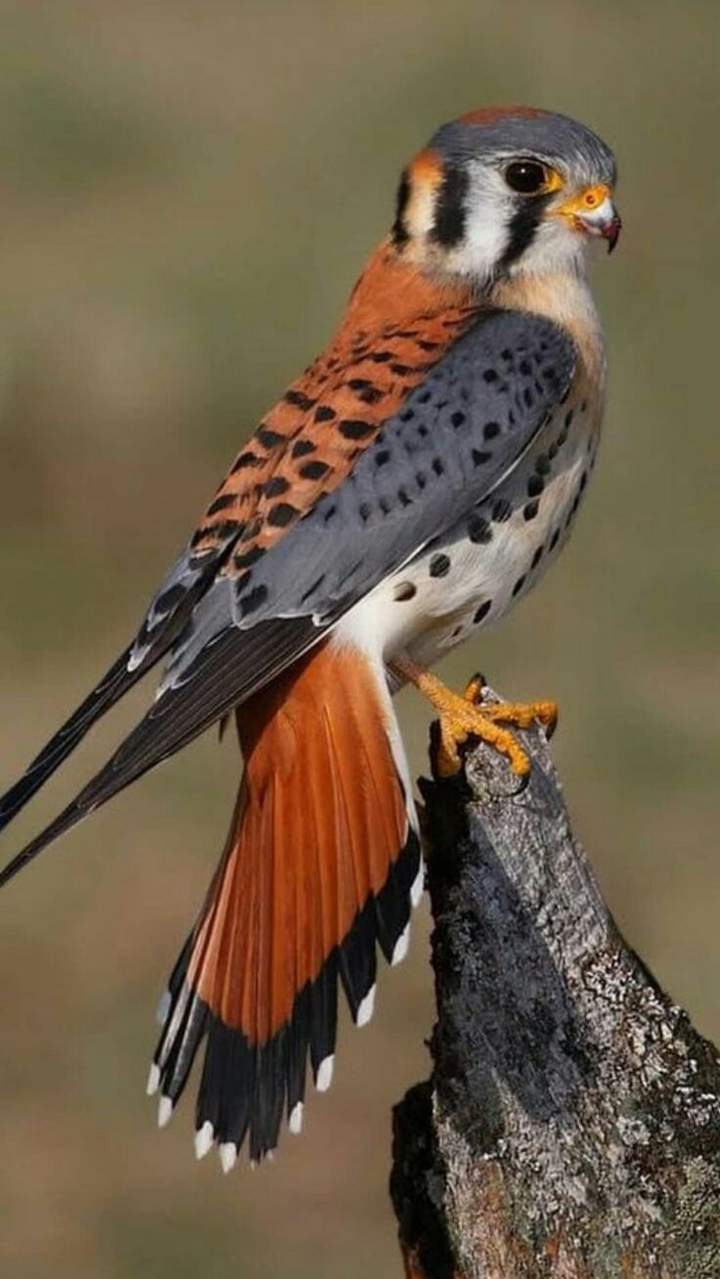 ش