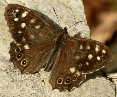 обои brown, pararge