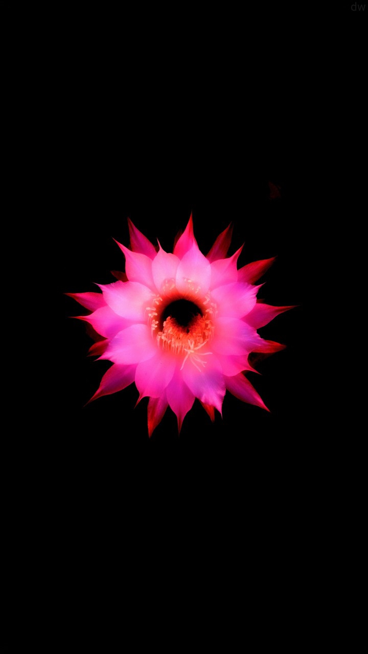 flor
