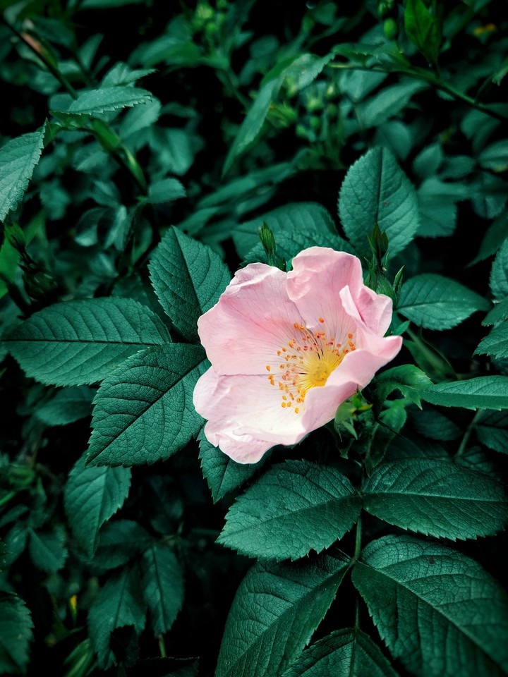 #flower #green #summer