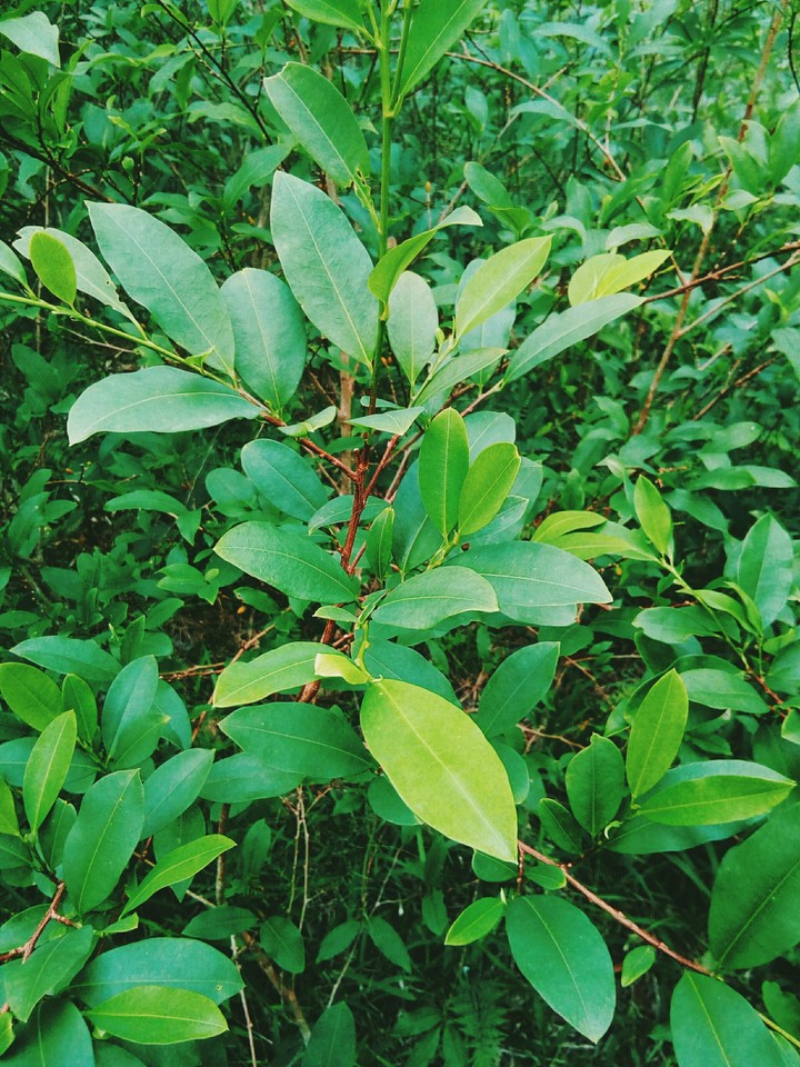 coca