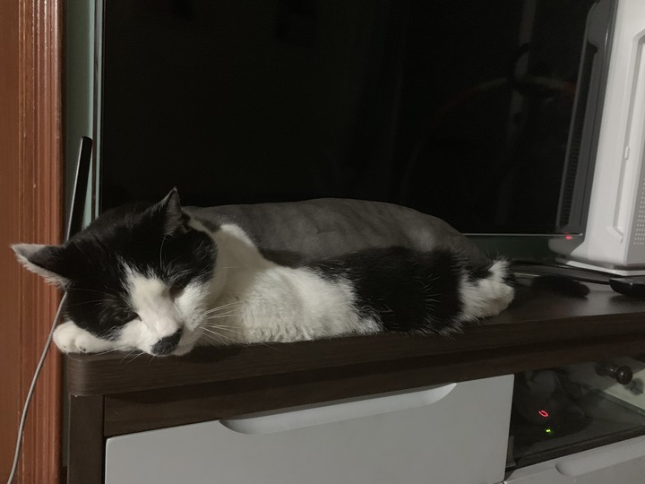 kitty