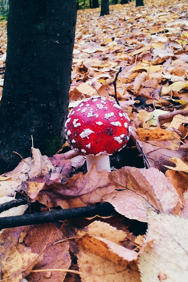 Mushrooms in the forest