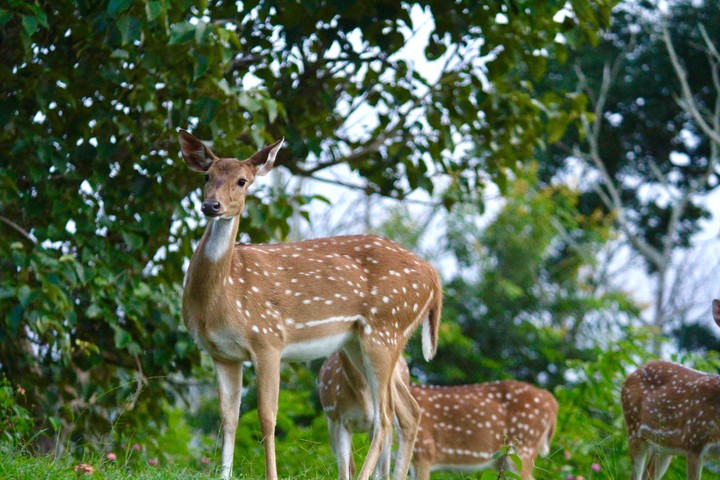 My deer