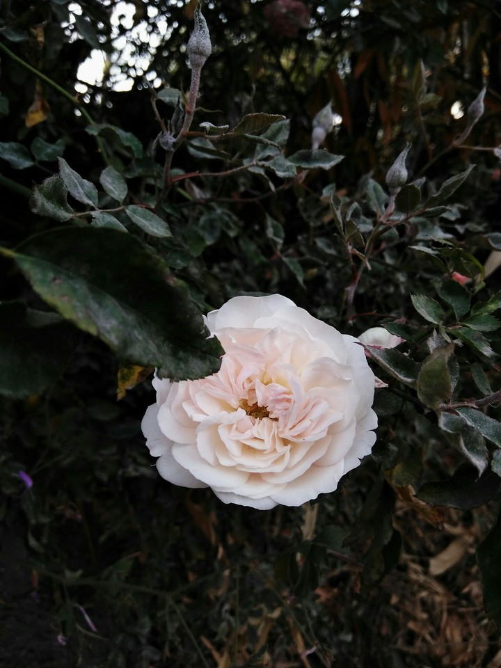 rose